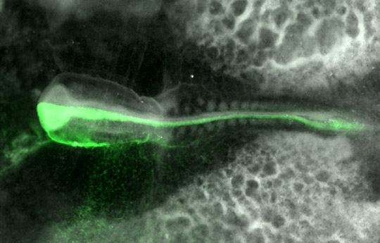 Investigadores Argentinos estudian cómo el ADN se modifica en los primeros momentos de vida a partir de la interacción con el entorno