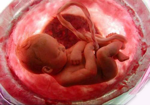 Polémica en Inglaterra por los ¨bebes de tres padres¨