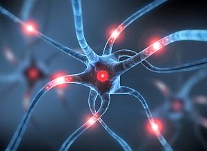 Investigadores Argentinos confirman el rol clave de un gen en el desarrollo neuronal