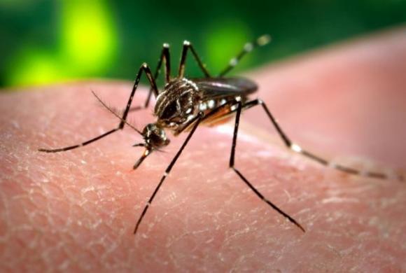 El virus chikungunya podría llegar al país en septiembre