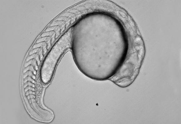 Científicos , entre ellos Argentinos , hallan un efecto inesperado en el desarrollo embrionario