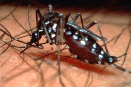 Científicos Argentinos comprueban que un hongo elimina el mosquito que transmite chikungunya y dengue
