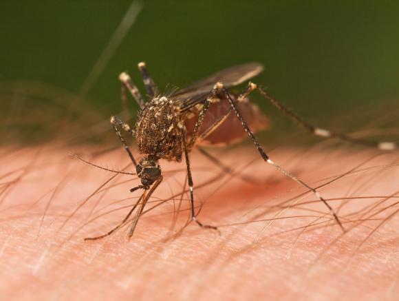 Hallan hongo que elimina al mosquito del chikungunya y dengue