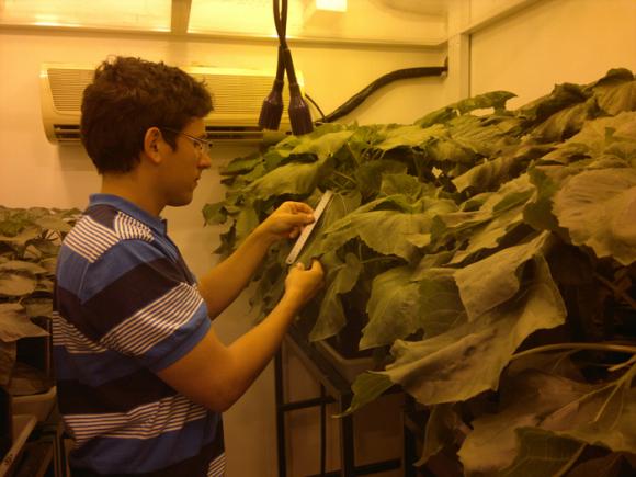 Científicos argentinos identificaron cepas de girasol que resisten mejor los suelos salinos