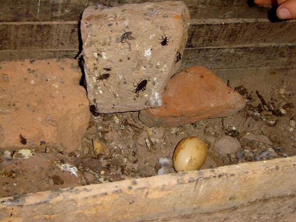 Investigadores Argentinos logran avance en el conocimiento del Chagas‏