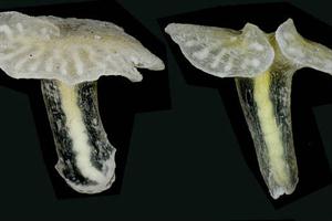 Extraño animal de las profundidades desafía a los biólogos