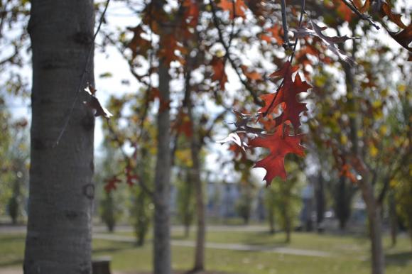 Otoño en San Isidro