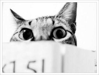 Everystockphoto: otro recurso para encontrar fotografí­as gratuitas