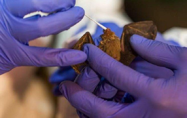 Identifican 35 nuevos virus en murciélagos argentinos de zonas urbanas