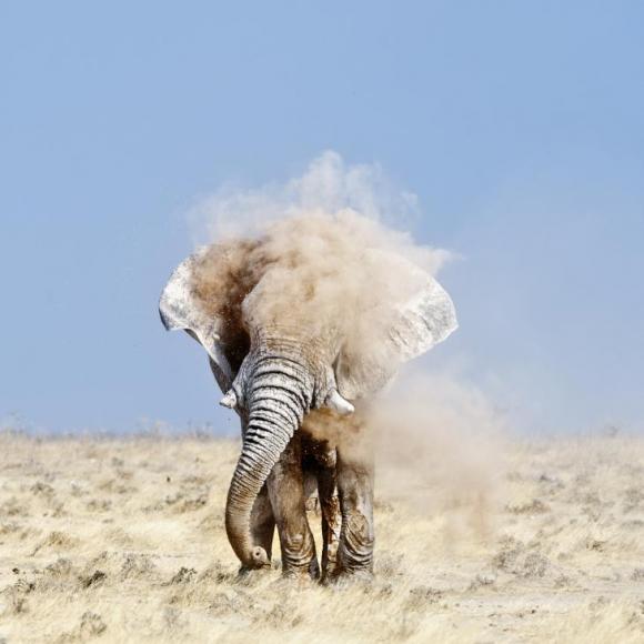 Cómo soportan los elefantes el calor bajo el fuerte sol africano