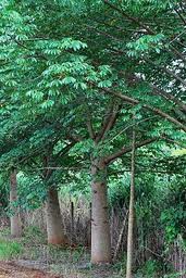 ¿Sabias que en Argentina (en Misiones ) está el único árbol comestible del mundo ?