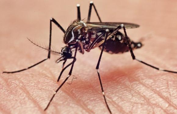 Piden el descacharrado para evitar el dengue y chikungunya