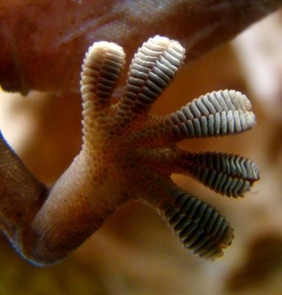 Tecnología de punta… manos de gecko