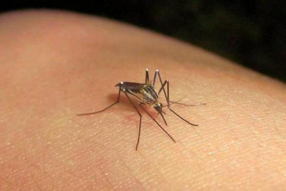 Fiebre Chikungunya: el repelente es lo primero que hay que llevar en las vacaciones