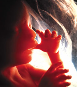 ¿Nadie pide perdón por haber quitado la vida a un niño por nacer? ¡Exijámoslo nosotros!