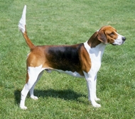Una notable exposición de caninos y sport