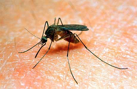 Cronograma semanal (2 al 6/02) de fumigaciones en San Isidro