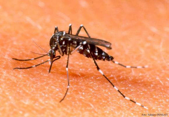 Confirman el primer caso de dengue autóctono en el país