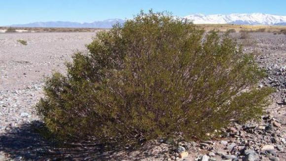 Científicos Argentinos del Conicet aseguran haber hallado la cura de la calvicie