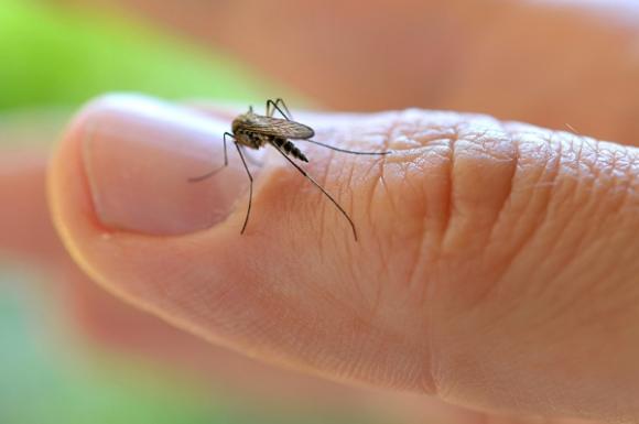 Confirman 7 nuevos casos de dengue autóctono en Córdoba