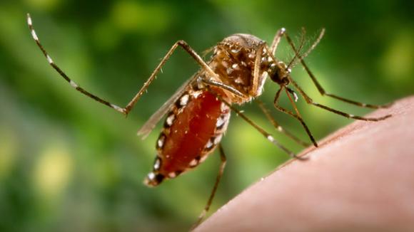 Dengue: quienes viajen a Córdoba deben extremar los cuidados