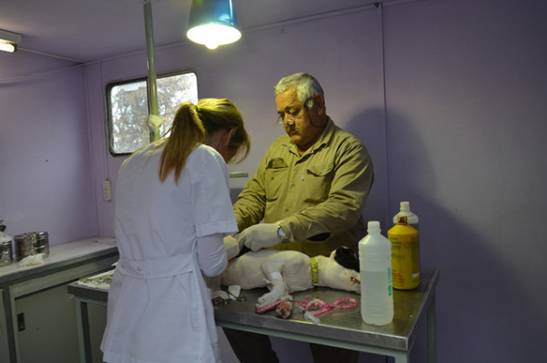 En San Isidro volvió el quirófano móvil de castración y vacunación de mascotas