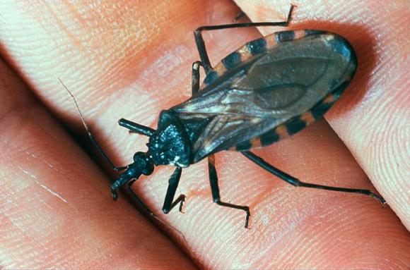 Lanzan plan para bajar transmisión del Chagas en 10 provincias