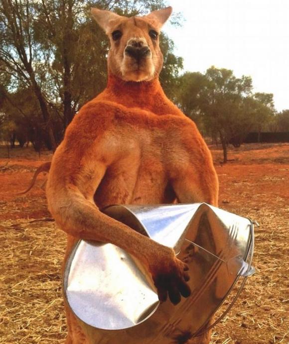Canguro australiano con la fuerza de un boxeador