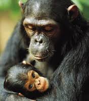 Estados Unidos: los chimpancés más protegidos que los niños por nacer...
