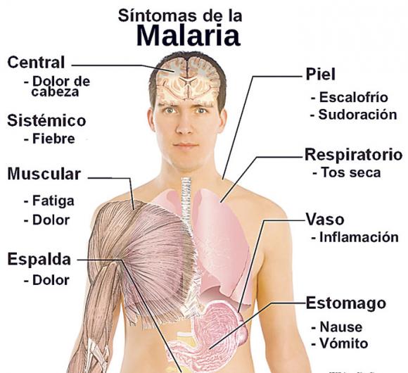 La vacuna contra la malaria cerca de su aprobación