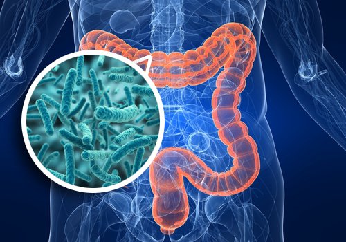 La microflora intestinal podría influir en el estrés 