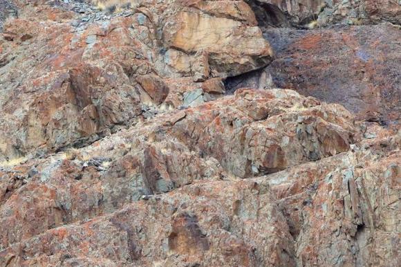 ¿Puedes ver el leopardo de las nieves?