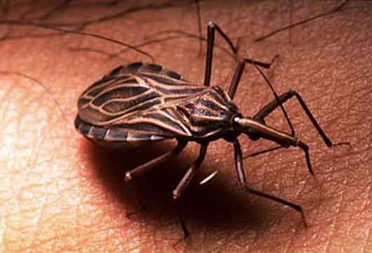 Jornada | “Chagas urbano: nuevas herramientas para una enfermedad silenciosa”