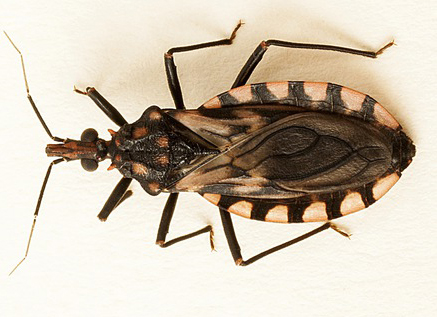 Argentina: 1.600.000 personas viven con el mal de Chagas