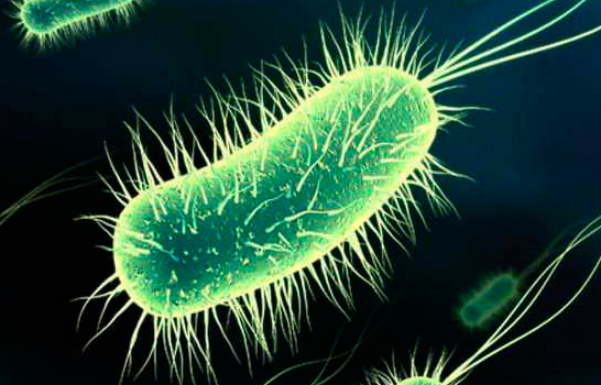 Nuevo método para reducir la bacteria E. coli en alimentos