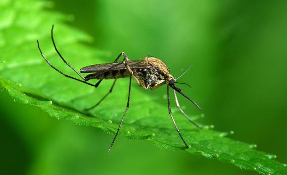 Advierten que el clima actual aumenta el riesgo de dengue, chikungunya y de un nuevo virus llamado ´zika´