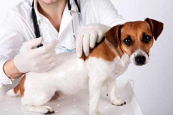 Crean la primer vacuna anticonceptiva para perros