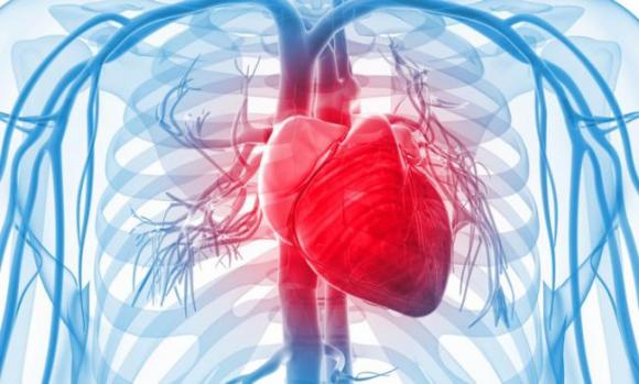 El corazón del hombre y la mujer no envejece igual