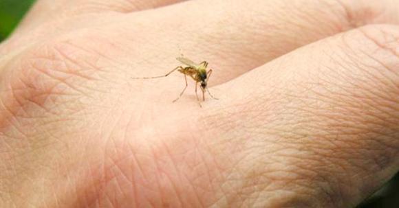 Preparan acciones frente al dengue, chikungunya y zika