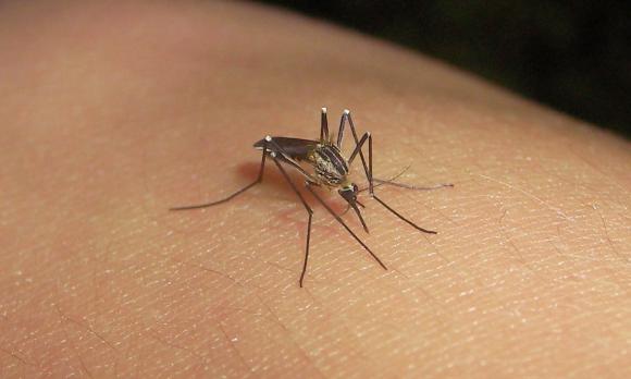 Argentina reafirma acciones para evitar llegada del virus zika