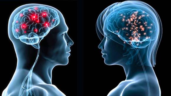 Descartan que haya un cerebro masculino y otro femenino