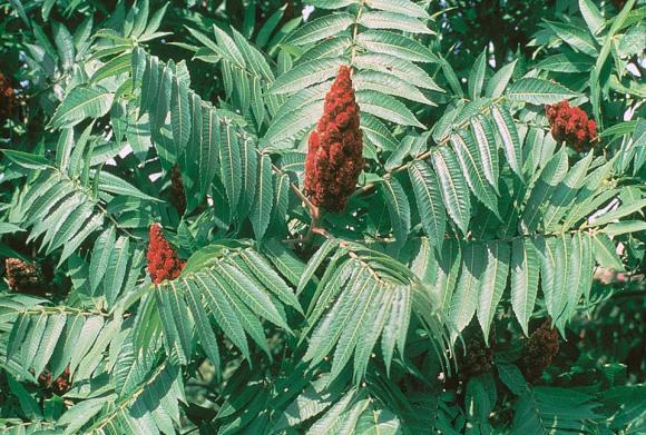 La planta tóxica que crece en Argentina y no está prohibida