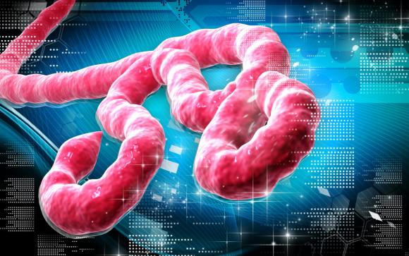 OMS: Fin del brote de ébola en África occidental