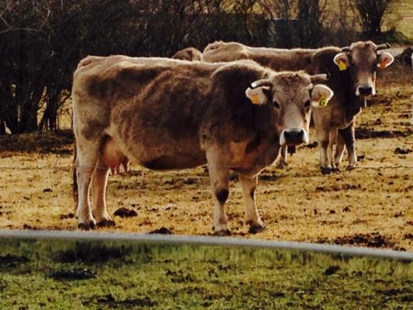 Victor Madera y sus vaquillas