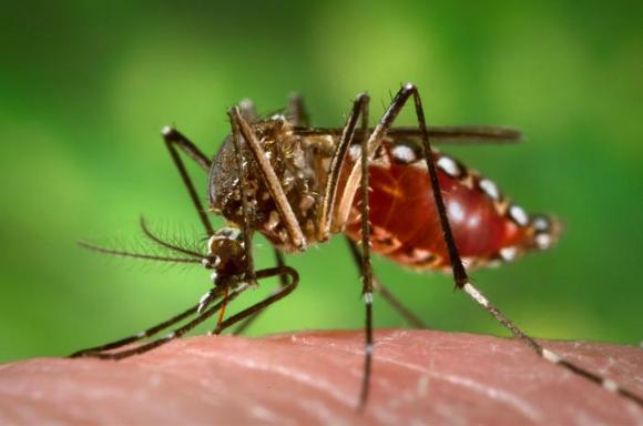 Argentina: Confirman que hay epidemia de Dengue