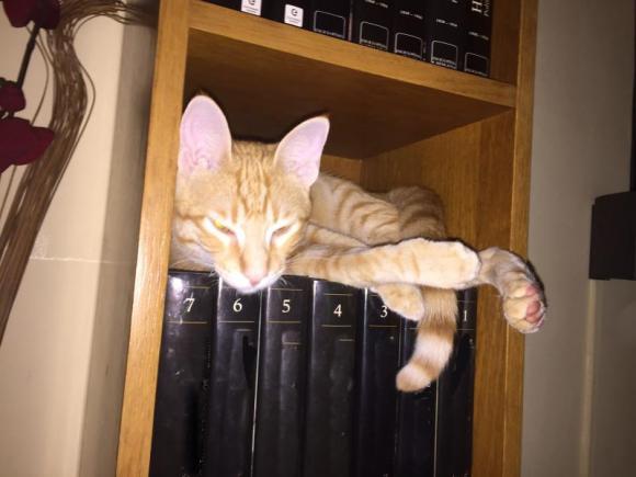 Victor Madera y su gato