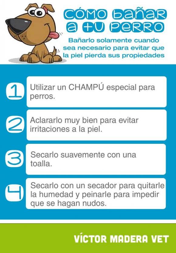 Victor Madera ¿Cómo bañar a tu perro?