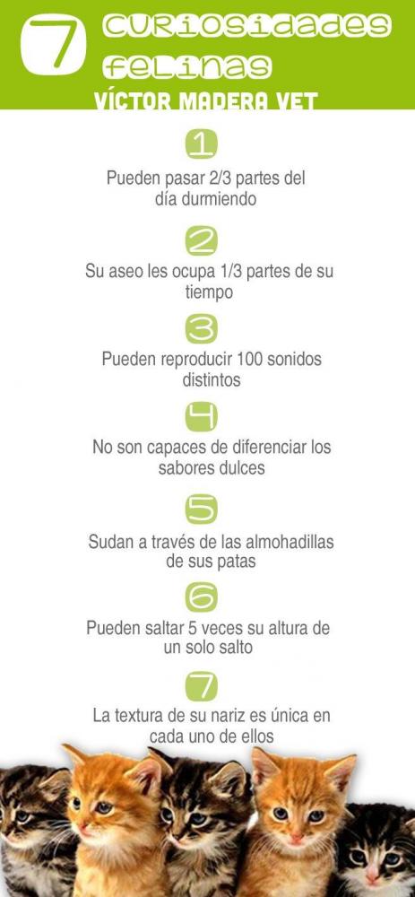 Victor Madera - curiosidades felinas