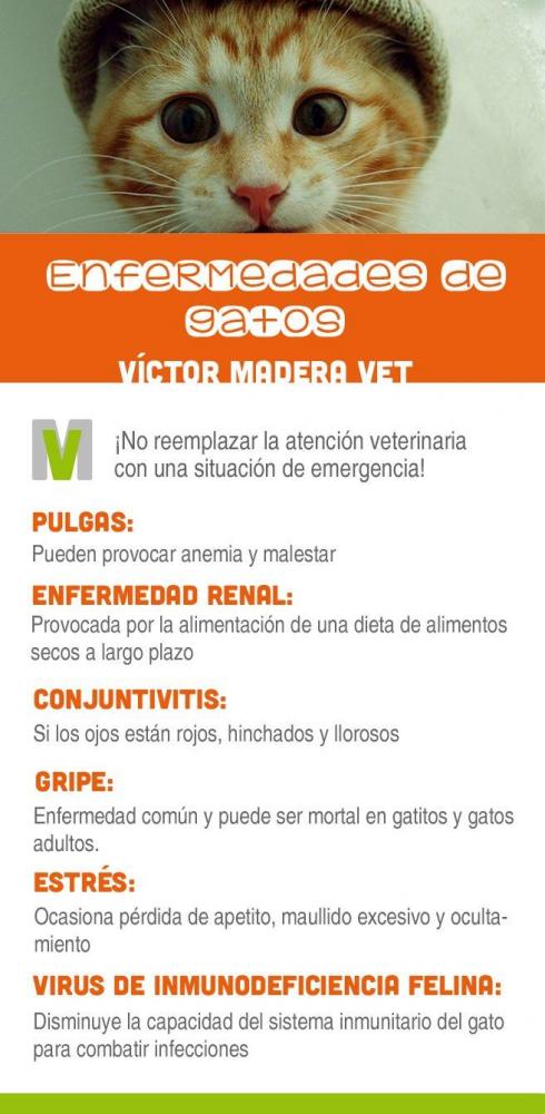 Victor Madera. Gatitos enfermos