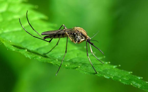 Spot: Prevención del dengue, chikungunya y zika